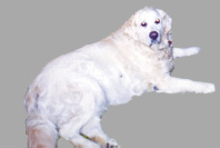 Brandy_1-1_edited-2-1.jpg