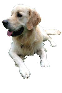 Beau_edited-1-1.png