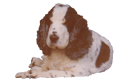 rex_3-1_edited-2.png